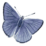 butterflies_63_thumb (150x150, 36Kb)
