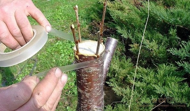 3443454_image (640x375, 119Kb)