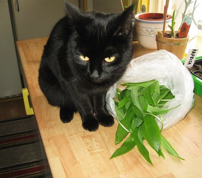 qq spring 043 (681x600, 326Kb)