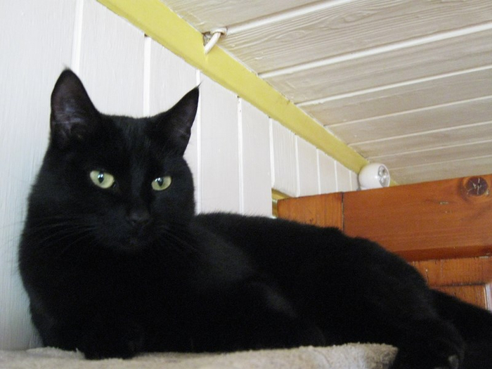 pp spring 010 (700x525, 263Kb)