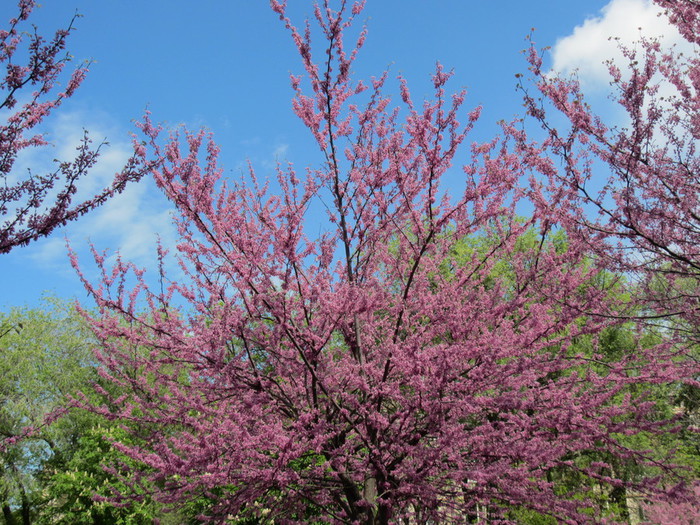 IMG_1000 (700x525, 194Kb)