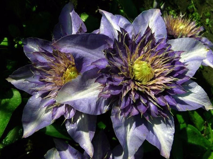 clematis _multi_blue (800x625, 406Kb)