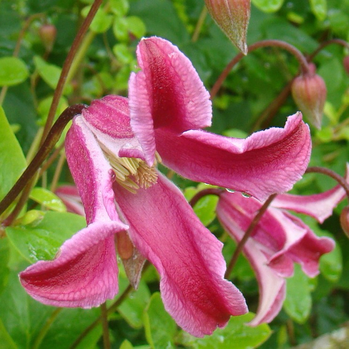 Clematis Etoile Rose (800x800, 543Kb)