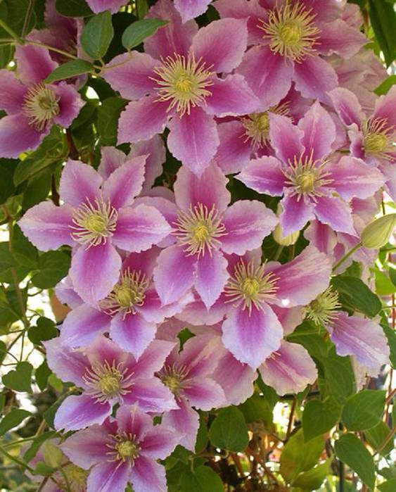 Clematis Piilu (663x799, 397Kb)