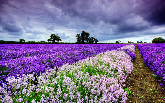 purple-flower-field (700x437, 525Kb)