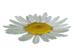 daisy3 (155x111, 95Kb)