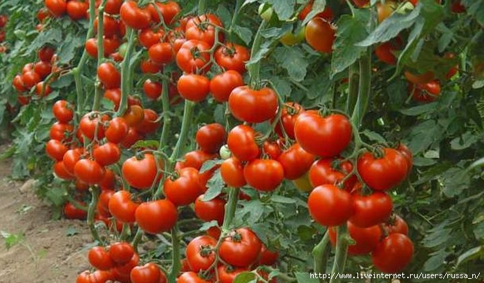 Dopolnitelnoe-pitanie-dlya-tomatov (700x410, 249Kb)