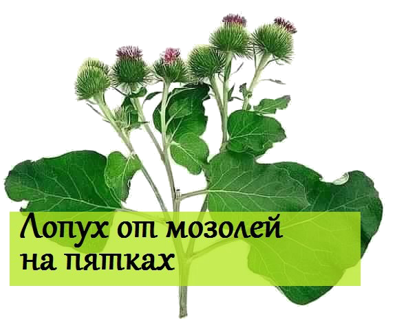 5177462_5584_0_s (574x480, 333Kb)