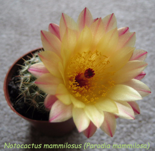 Notocactus-mammulosus-Parodia-mammulosa (515x501, 217Kb)