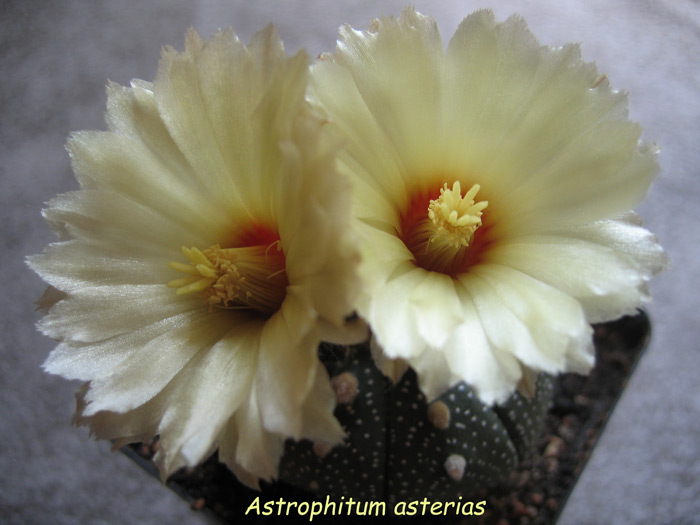 Astrophitum-asterias-4 (700x525, 81Kb)