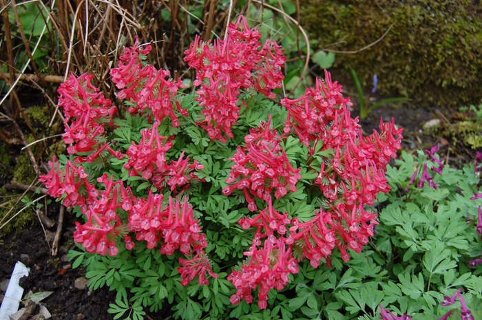 Хохлатка Corydalis solida 'GP Baker' (700x465, 535Kb)