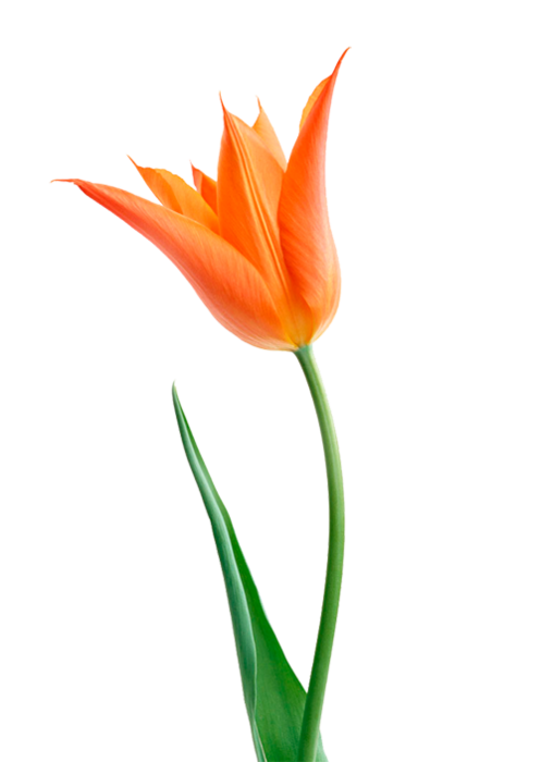  (2) (497x700, 111Kb)