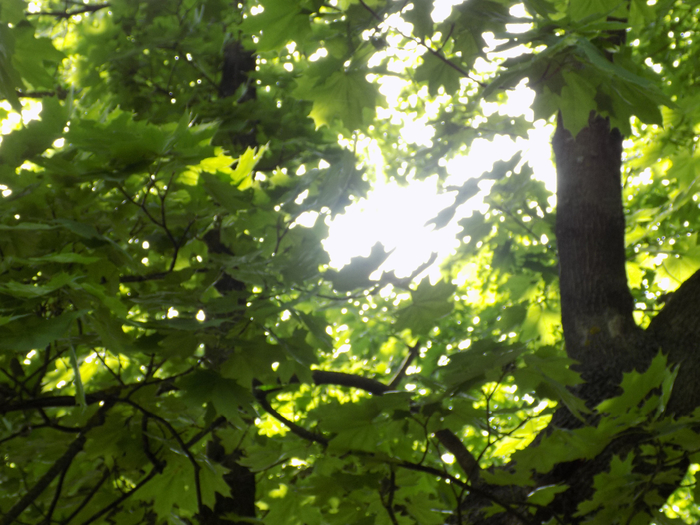 DSCN3993 (700x525, 468Kb)