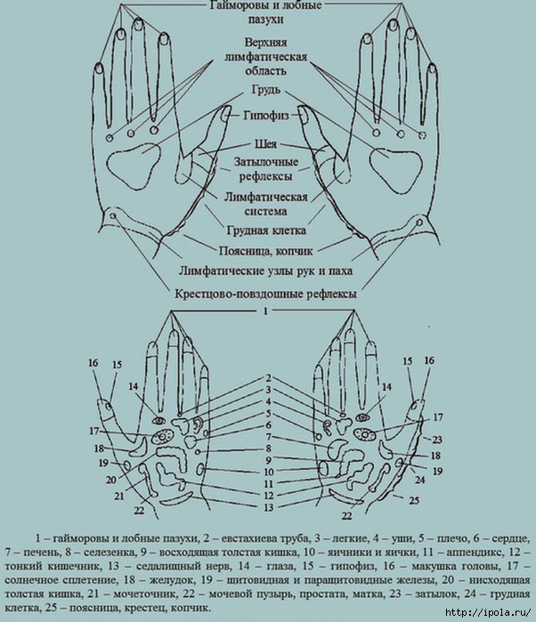 Точки на запястье руки. Биологически активные точки на руках схема. Акупунктурные точки на ладони. Акупунктурные точки на тыльной стороне руки. Схема биологически активные точки ладоней рук.