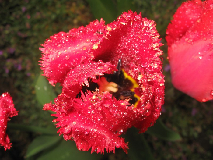 x spring 041 (700x525, 425Kb)