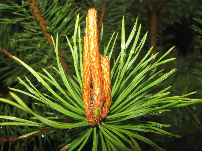 x spring 024 (700x525, 453Kb)