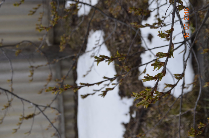 _DSC0211 (700x463, 289Kb)