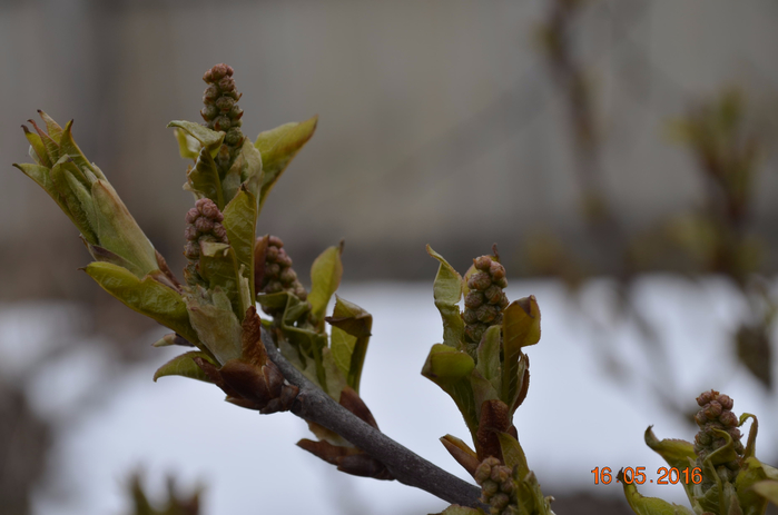 _DSC0213 (700x463, 228Kb)