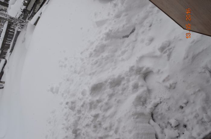 _DSC0186 (700x463, 178Kb)