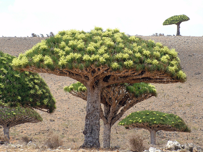 949_Socotra_island_nature (13) (700x525, 548Kb)