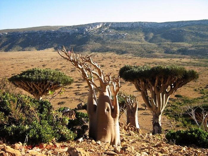 Socotra10 (700x525, 466Kb)