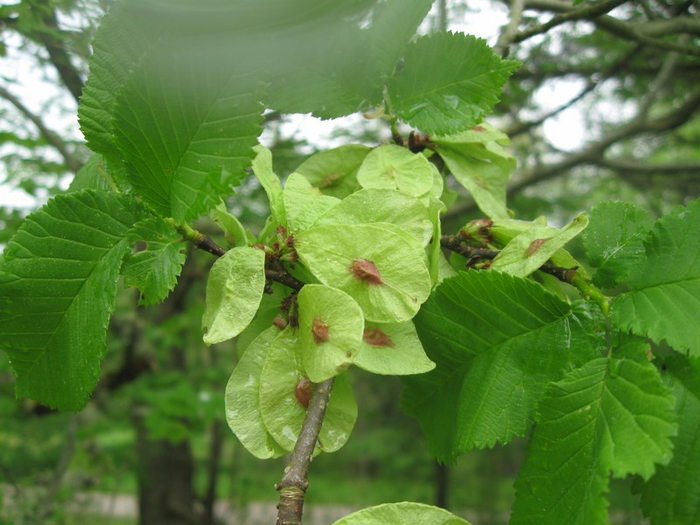 yy spring 085 (700x525, 361Kb)