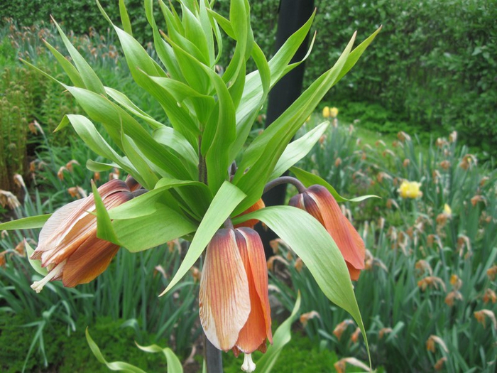 y spring 042 (700x525, 434Kb)