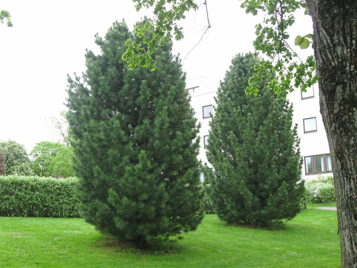 y spring 047 (700x525, 400Kb)