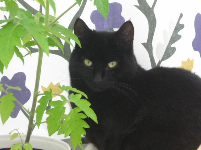 y spring 014 (700x525, 270Kb)