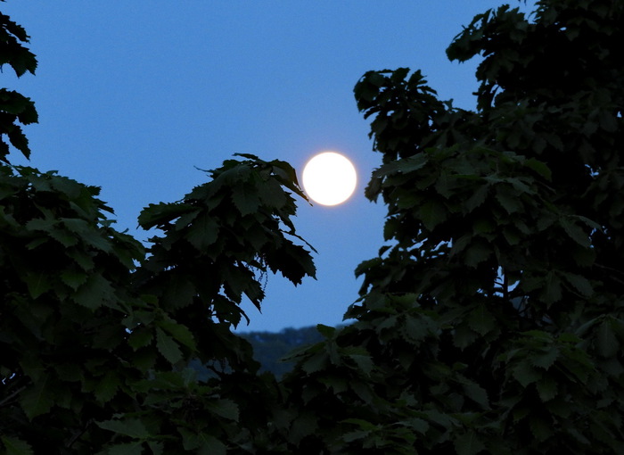 5559494_DSCN3032 (700x510, 90Kb)