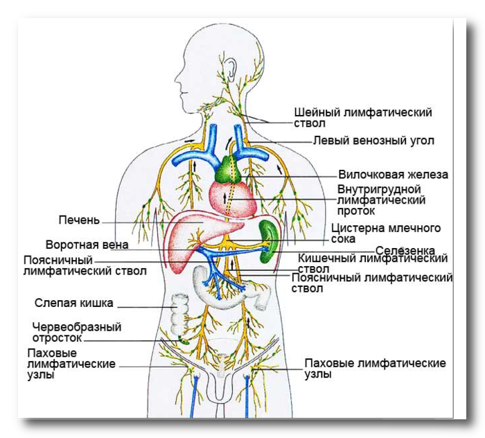 Картинка клизма работает во внутренних органах