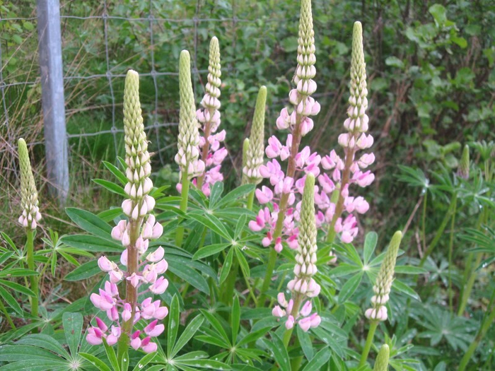 � spring 013 (700x525, 469Kb)