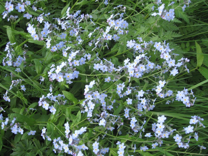 � spring 038 (700x525, 516Kb)