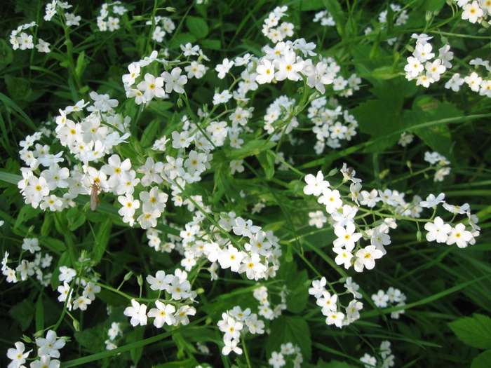 � spring 031 (700x525, 457Kb)