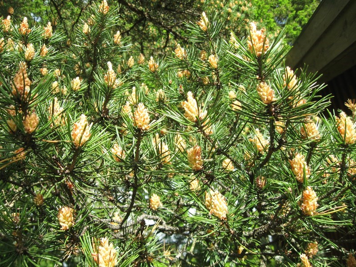 � spring 018 (700x525, 609Kb)