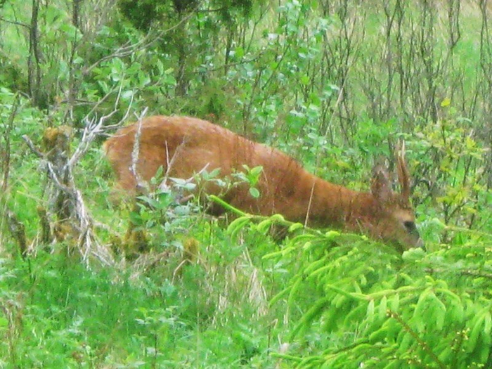 � spring 002 (700x525, 471Kb)