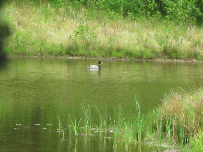 � spring 011 (700x525, 405Kb)