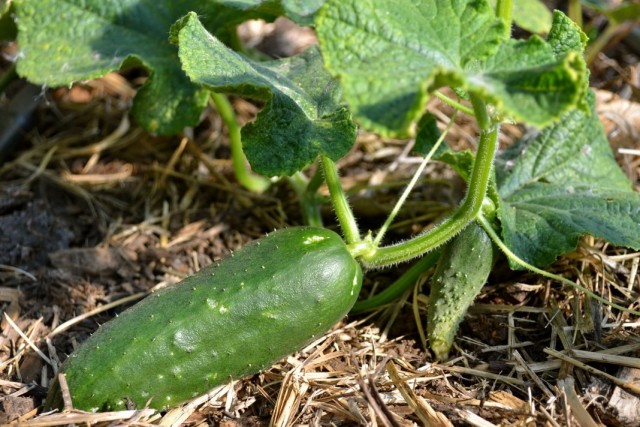 Cucumber-1-640x427 (640x427, 101Kb)