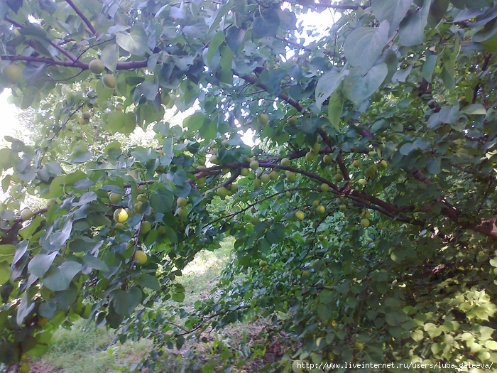 Фото1059 (700x525, 429Kb)