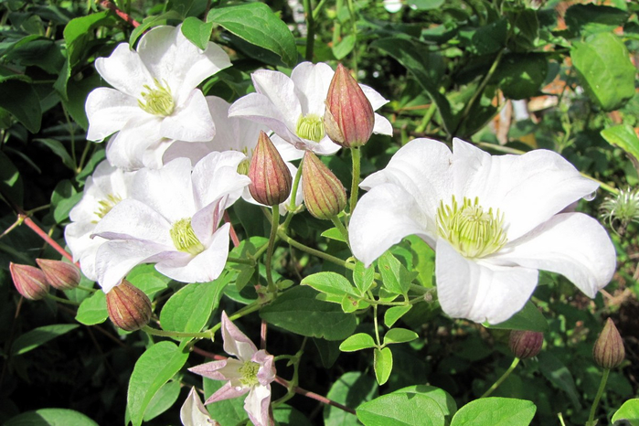 Clematis Huldine (700x466, 383Kb)