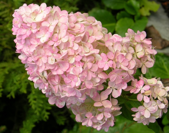 HydrangeaPaniculataVanilleFraise_04 (699x551, 407Kb)