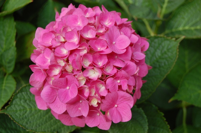 Beautiful-Hydrangea-Flowers-Wallpapers-7 (700x465, 323Kb)