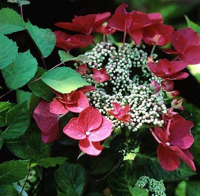 hydrangea_lady_in_red_3_1024x1024 (700x685, 511Kb)