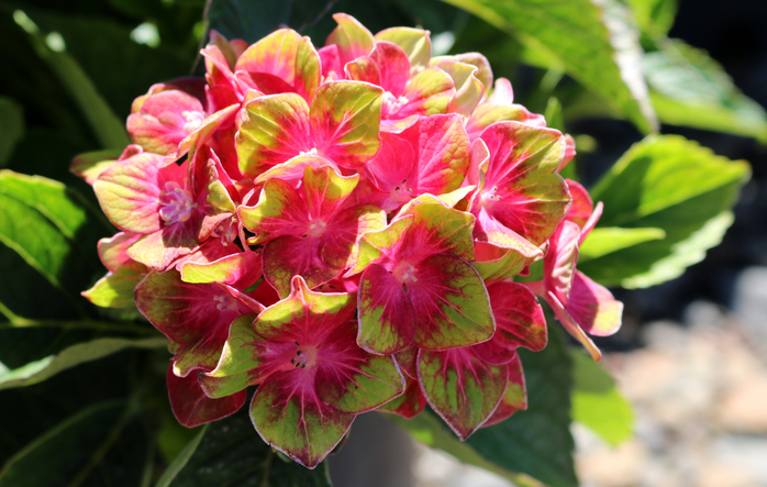 Hydrangea-Pistachio-flower-8-6-2014-12-41-22-AM-3648x2432 (700x443, 401Kb)