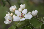  apple_blossom_by_papierowyszczur-db5s76y (700x466, 247Kb)