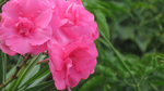  beautiful_oleander_trio_by_bgai-db1909v (700x393, 263Kb)