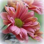  chrysanthemum_2_by_svitakovaeva-d9ilf75 (700x700, 518Kb)