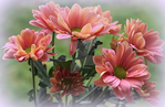  chrysanthemums_by_svitakovaeva-d9ilel1 (700x455, 359Kb)