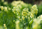  cowslips_by_enaruna-db9qj58 (700x485, 408Kb)