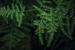  fern_by_jorgipie-db088k7 (700x466, 330Kb)